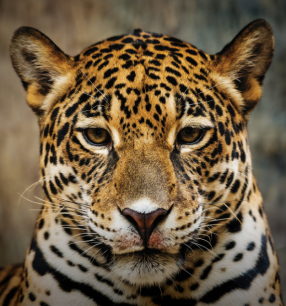 THE AMUR LEOPARD