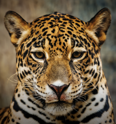 DOCUMENTARY ON AMUR LEOPARD WINS GRAND PRIX AT �TO SAVE AND PRESERVE� INTERNATIONAL ECOLOGICAL TELEVISION FESTIVAL