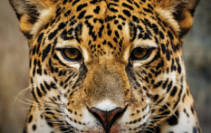 THE AMUR LEOPARD